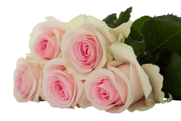 Rose Revival Sweet Tawi Village