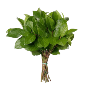 Salal Tips Tawi Village