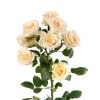 Spray Rose Salinero Tawi Village