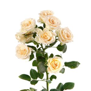 Spray Rose Salinero Tawi Village