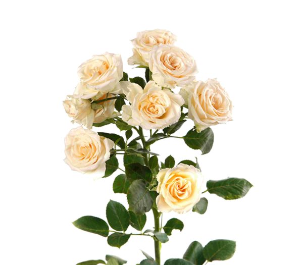 Spray Rose Salinero Tawi Village