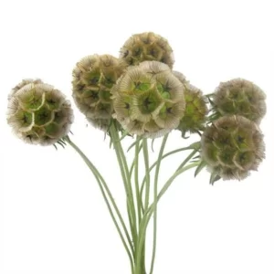 Scabiosa Pods Green Tawi Village