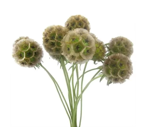 Scabiosa Pods Green Tawi Village