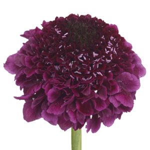 Scabiosa Purple Tawi Village
