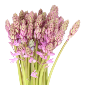 Scilla Pink Tawi Village