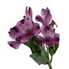 Alstroemeria Selection Purple Tawi Village