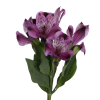 Alstroemeria Selection Purple Tawi Village