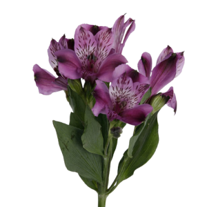 Alstroemeria Selection Purple Tawi Village