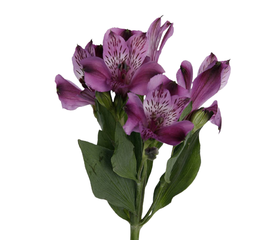 Alstroemeria Selection Purple Tawi Village