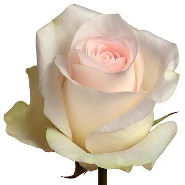 Rose Senorita Tawi Village