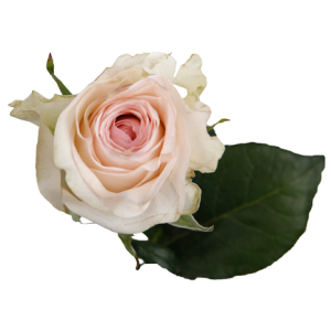 Rose Senorita Tawi Village