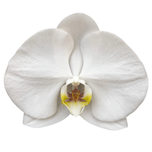 Phalaenopsis Sensation White Tawi Village