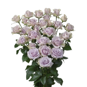 Spray Rose Silver Shadow Tawi Village