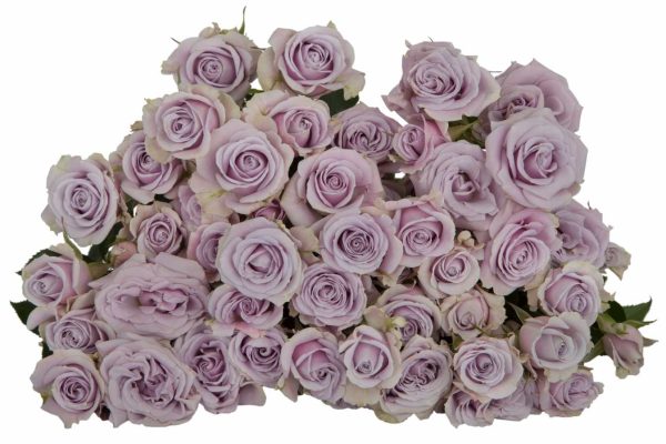 Spray Rose Silver Shadow Tawi Village
