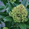 Skimmia Green Tawi Village