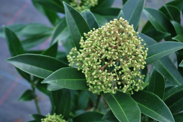 Skimmia Green Tawi Village