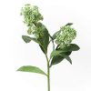 Skimmia Green Tawi Village