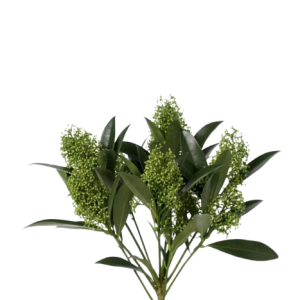 Skimmia Green Tawi Village