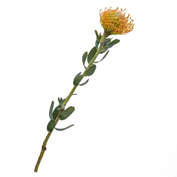 Cordifolium / Leucospermum Soleil Tawi Village