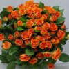 Spray Rose Babe Tawi Village