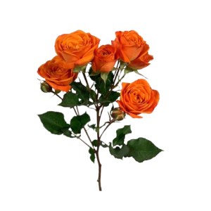 Spray Rose Babe Tawi Village