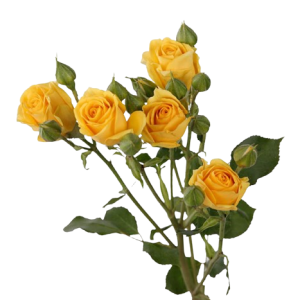 Spray Rose Marisa Tawi Village