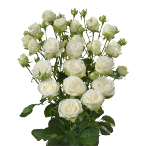 Spray Rose Miss Bombastic Tawi Village
