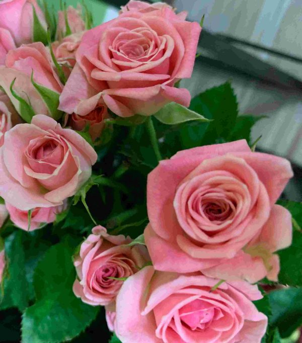 Spray Rose Odilia Tawi Village