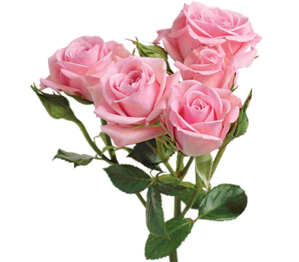 Spray Rose Odilia Tawi Village
