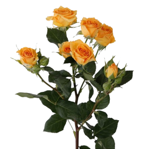 Spray Rose Pauline Tawi Village