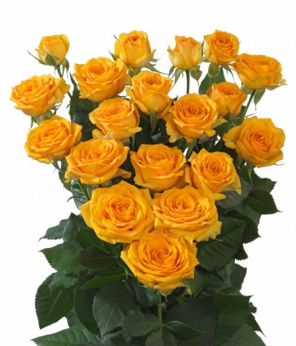 Spray Rose Pauline Tawi Village