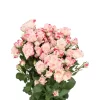 Spray Rose Reflex Tawi Village