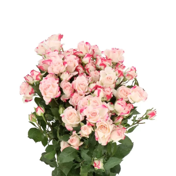 Spray Rose Reflex Tawi Village