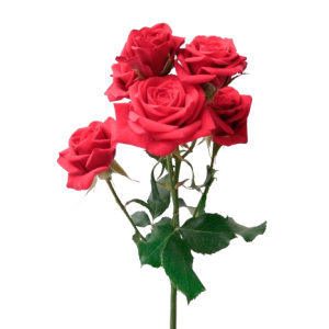 Spray Rose Mirabel Tawi Village