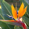 Bird of Paradise Orange Tawi Village