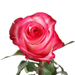 Rose Stunning Tawi Village