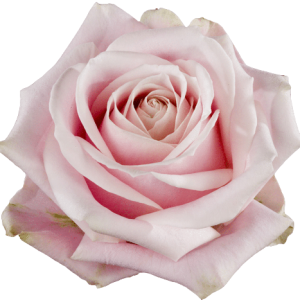 Rose Pink Avalanche Tawi Village