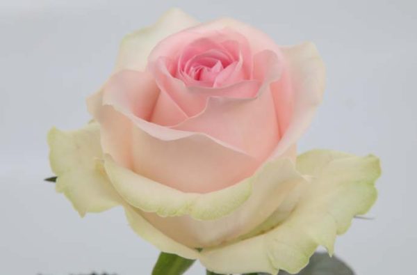 Rose Revival Sweet Tawi Village