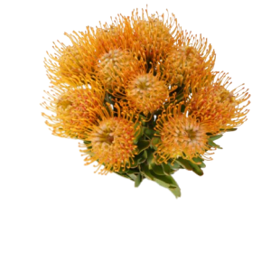 Cordifolium / Leucospermum Tango Tawi Village
