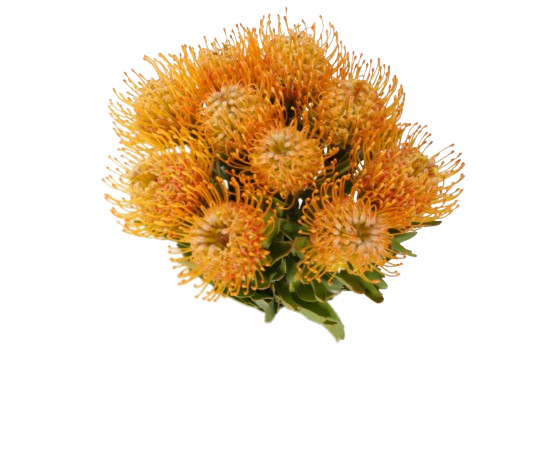 Cordifolium / Leucospermum Tango Tawi Village