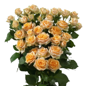 Spray Rose Trinity Tawi Village