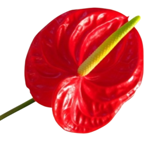 anthurium tropical tawi village
