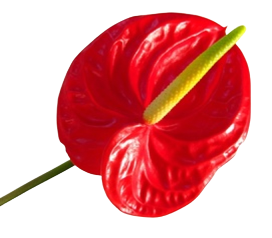anthurium tropical tawi village