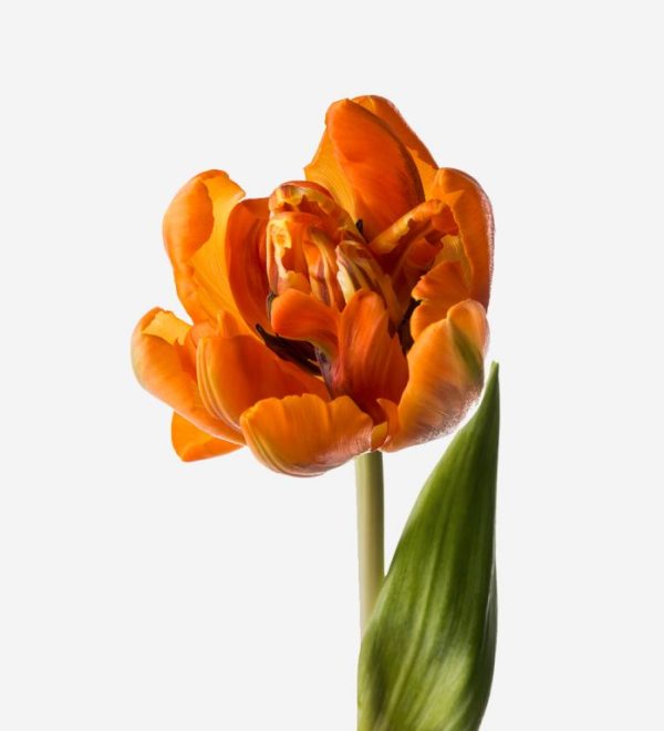 Tulip Double Orange Tawi Village