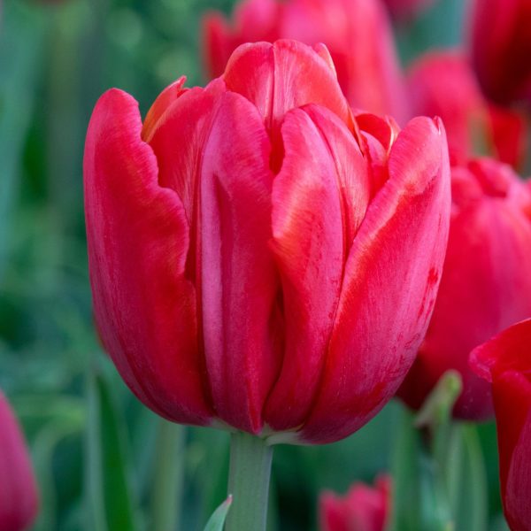 Tulip Double Red Tawi Village