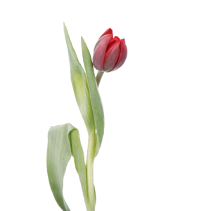 Tulip Double Red Tawi Village