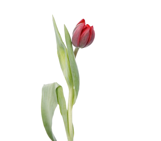 Tulip Double Red Tawi Village