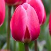 Tulip French Pink Tawi Village