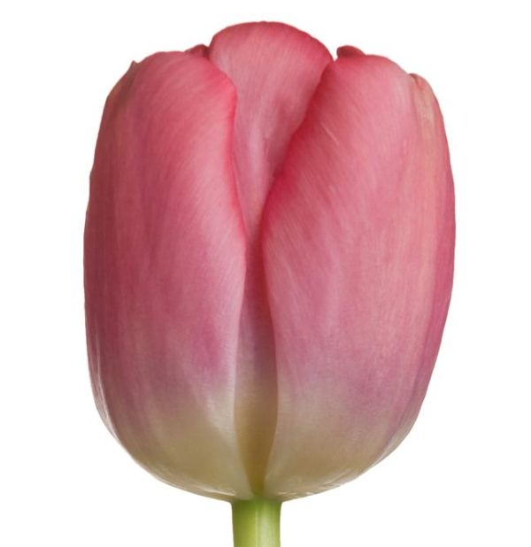 Tulip Regular Dark Pink Tawi Village