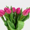 Tulip French Pink Tawi Village